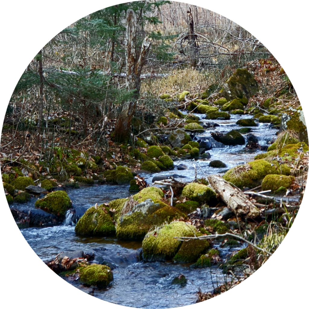Der Geist wie ein klarer Fluss im Wald
